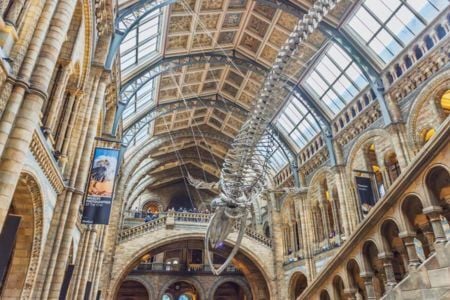 Natural History Museum Image