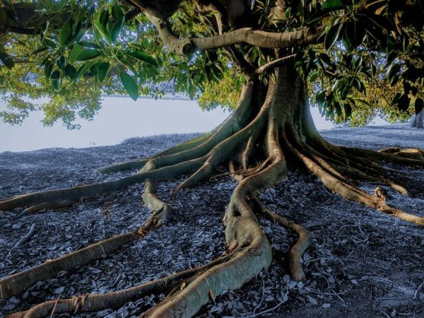 ecossystems-unserevision-schlanker